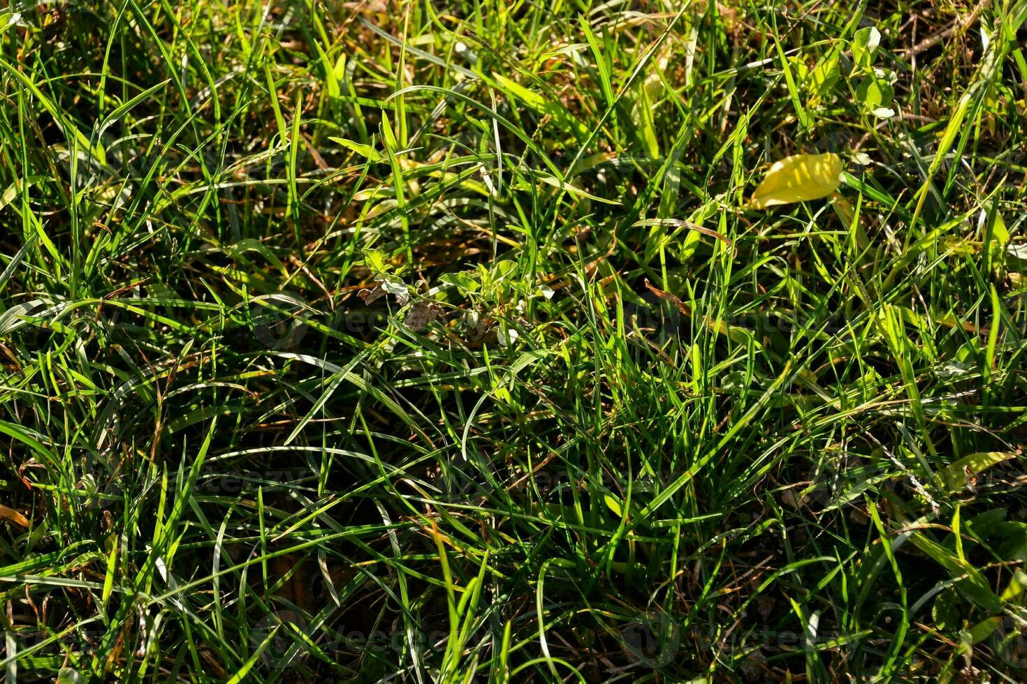 un' verde erboso campo foto