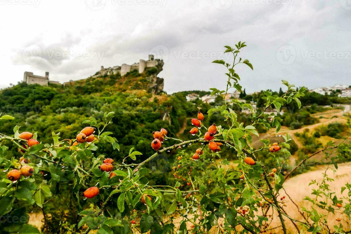 un' cespuglio con rosso frutti di bosco foto