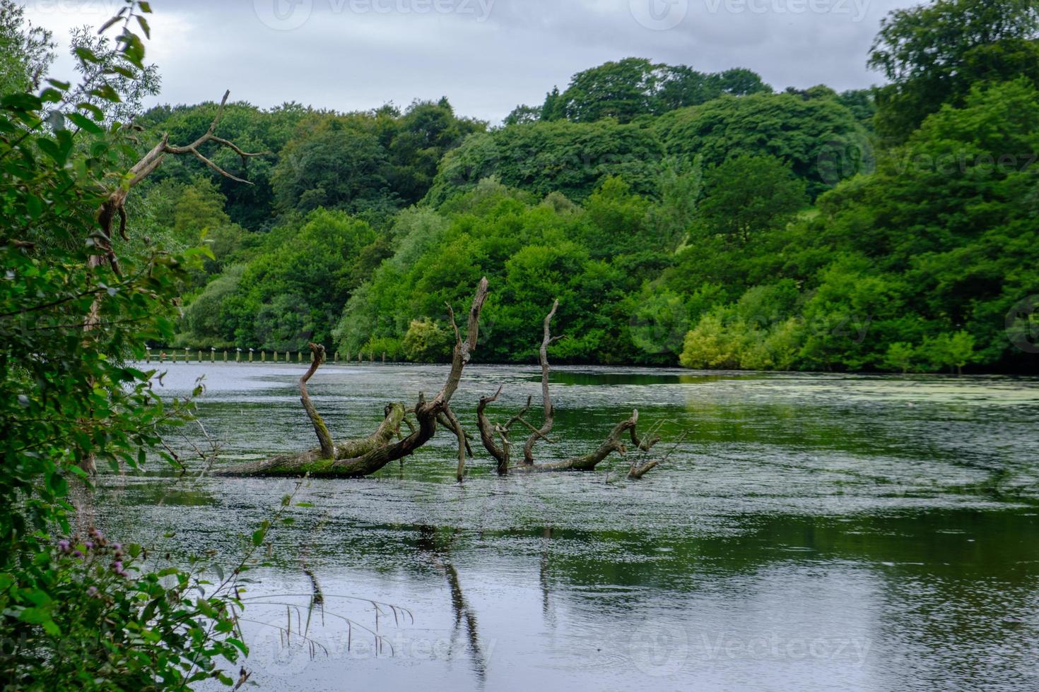 Bellissimo paesaggio di alberi, fogliame lussureggiante e il loro riflesso nelle acque del lago di Waterloo nel parco di Roundhay, Leeds, Regno Unito foto