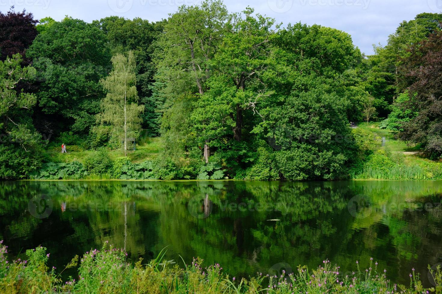 bellissimo paesaggio di fogliame di alberi e il laghetto di pesci nell'area di harewood house trust nel west yorkshire nel regno unito foto