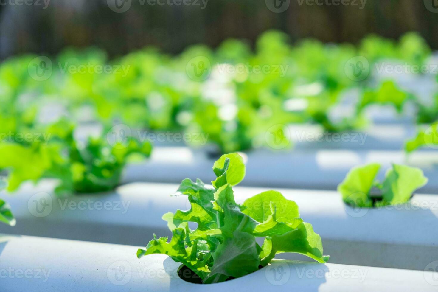 quercia verde vegetale che cresce in sistema idroponico foto