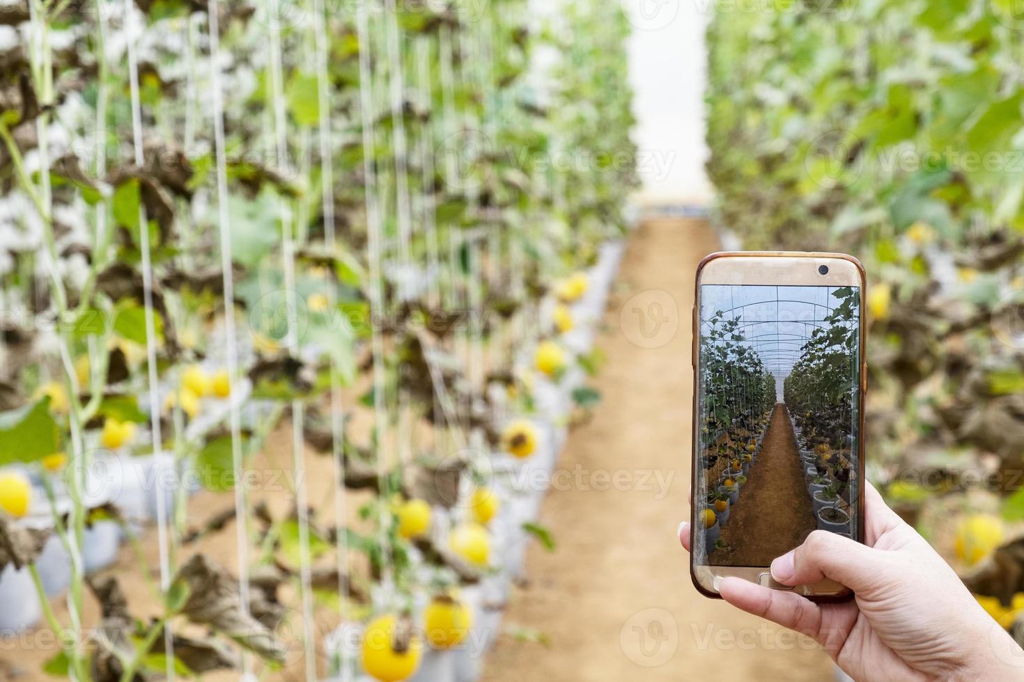 agricoltore che osserva una fotografia di melone archiviata nel cellulare foto