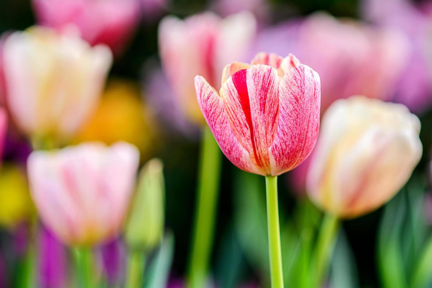 tulipani colorati in giardino. foto