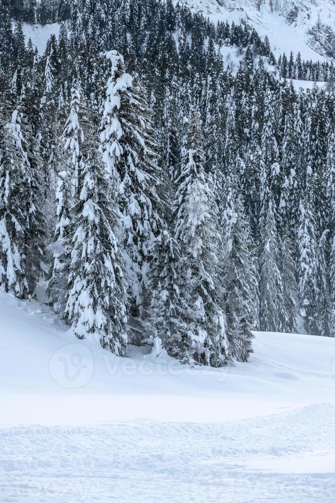 dopo la nevicata. ultime luci del crepuscolo a sappada. magia delle dolomiti foto