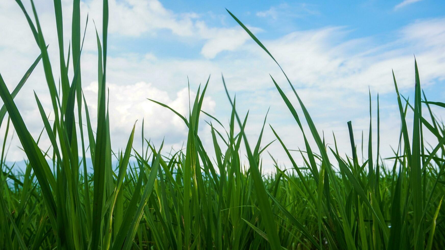 distesa di verde riso i campi foto