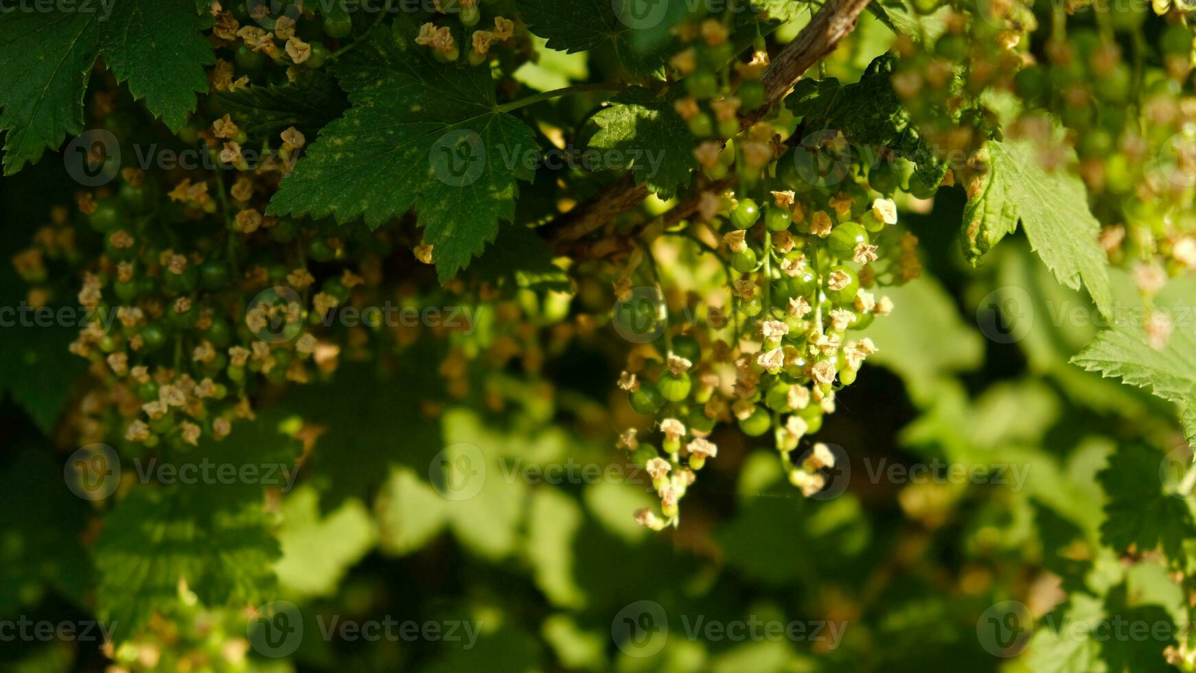 fioritura e verde ovaia di frutti di bosco ribes, parecchi fiori su ramo. fioritura cespuglio di rosso, nero o bianca ribes con verde le foglie nel il giardino. acerbo verde frutti di bosco di ribes avvicinamento. foto