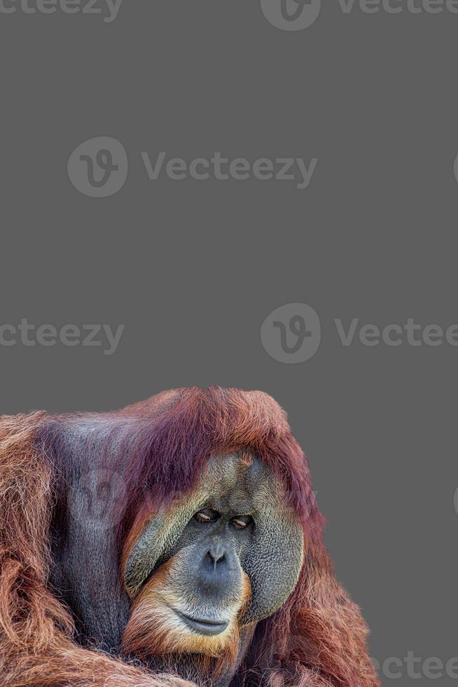 copertina con ritratto di vecchio e grande orangutan asiatico colorato a sfondo grigio solido con copia spazio per il testo. concetto di diversità animale e conservazione della fauna selvatica. foto