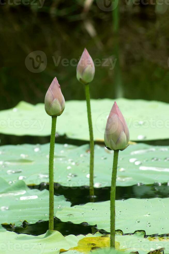 bellissimo fiore di loto rosa foto