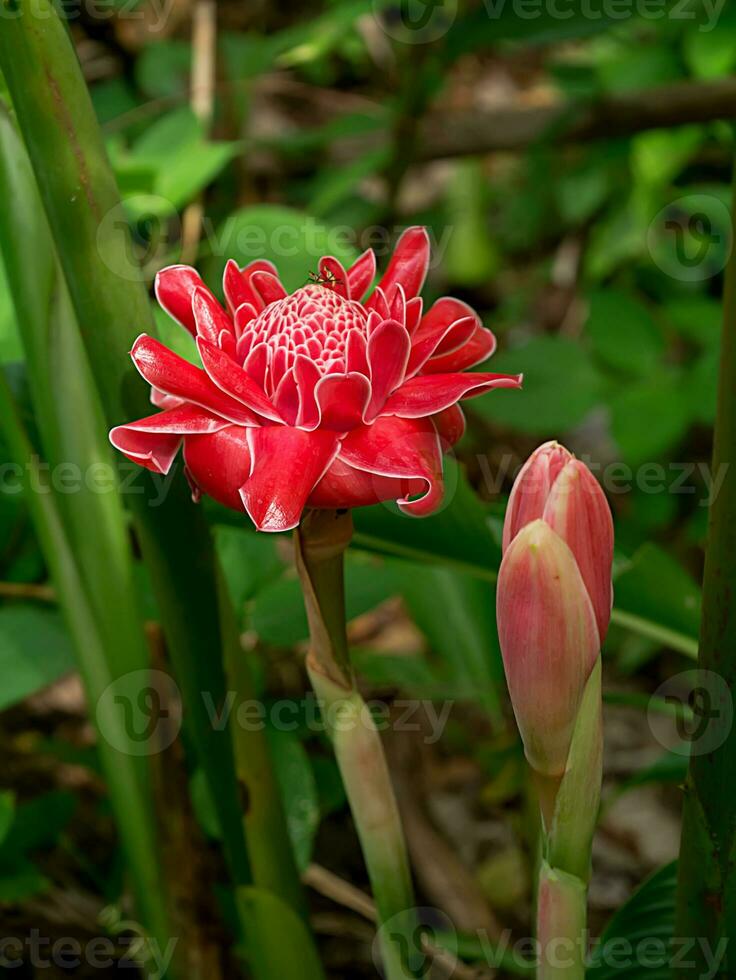 rosso fiore di etlingera elatior foto