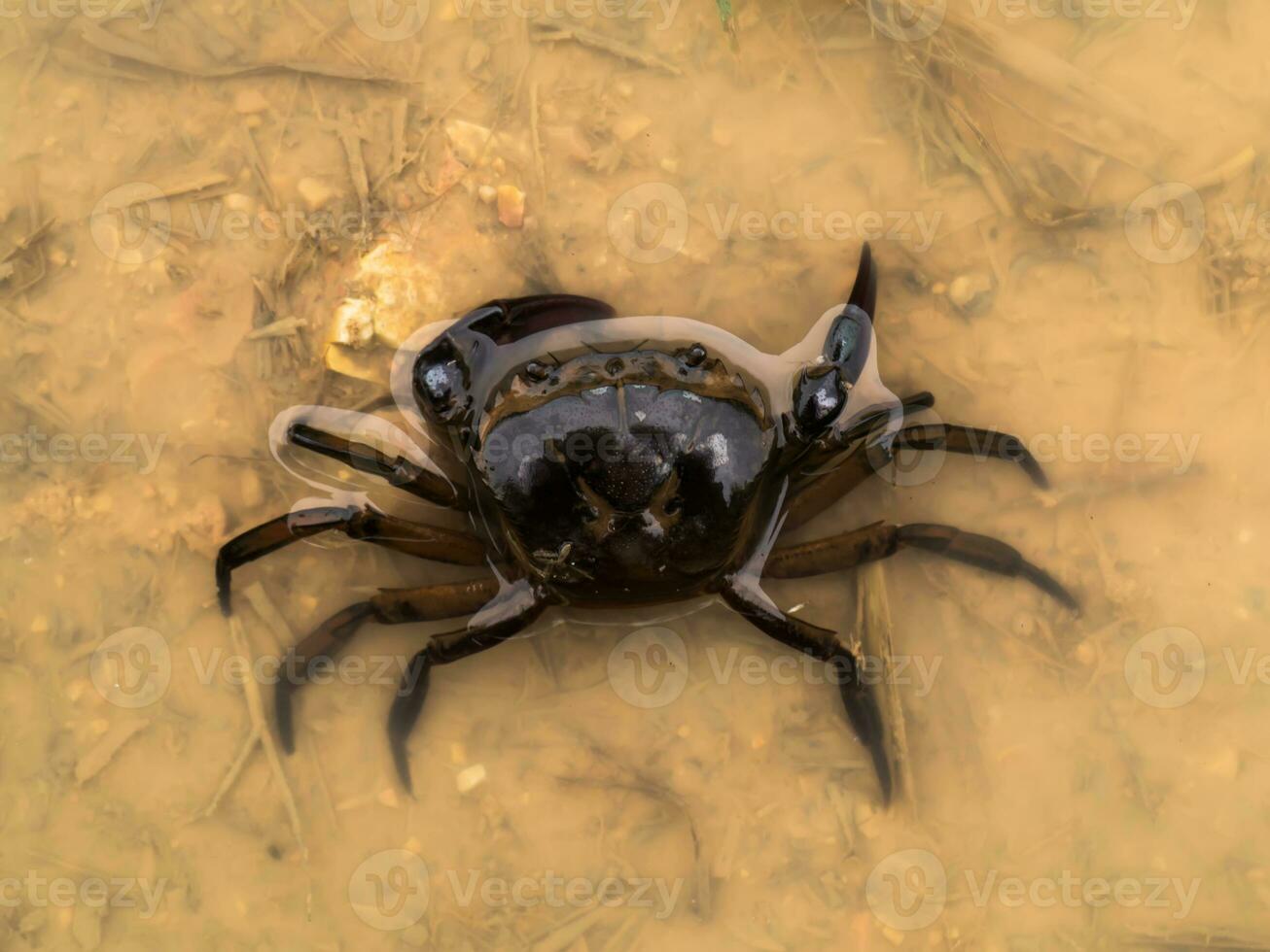 riso campo Granchio su il acqua. foto