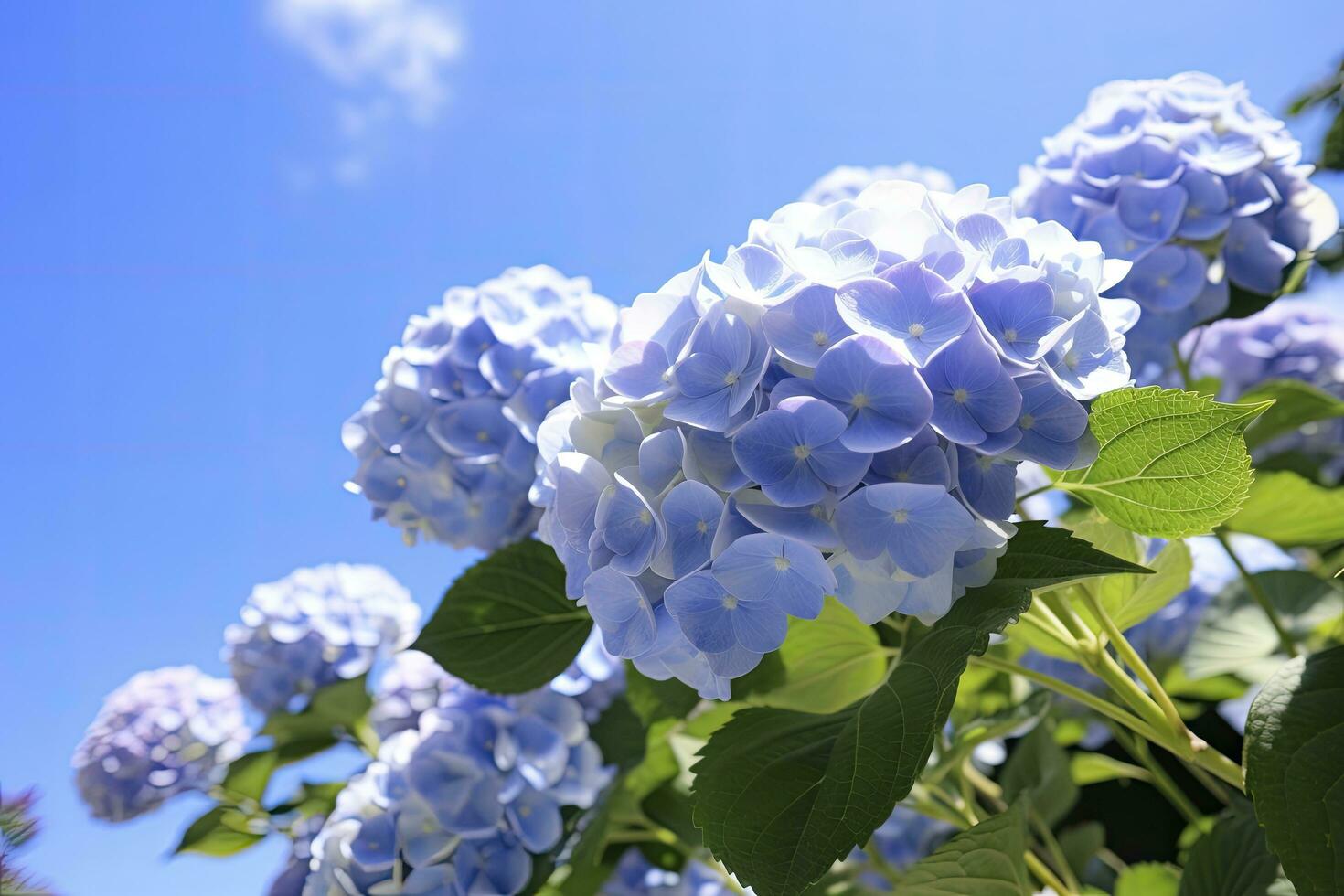 ai generato blu francese ortensia sotto blu cielo. ai generato foto