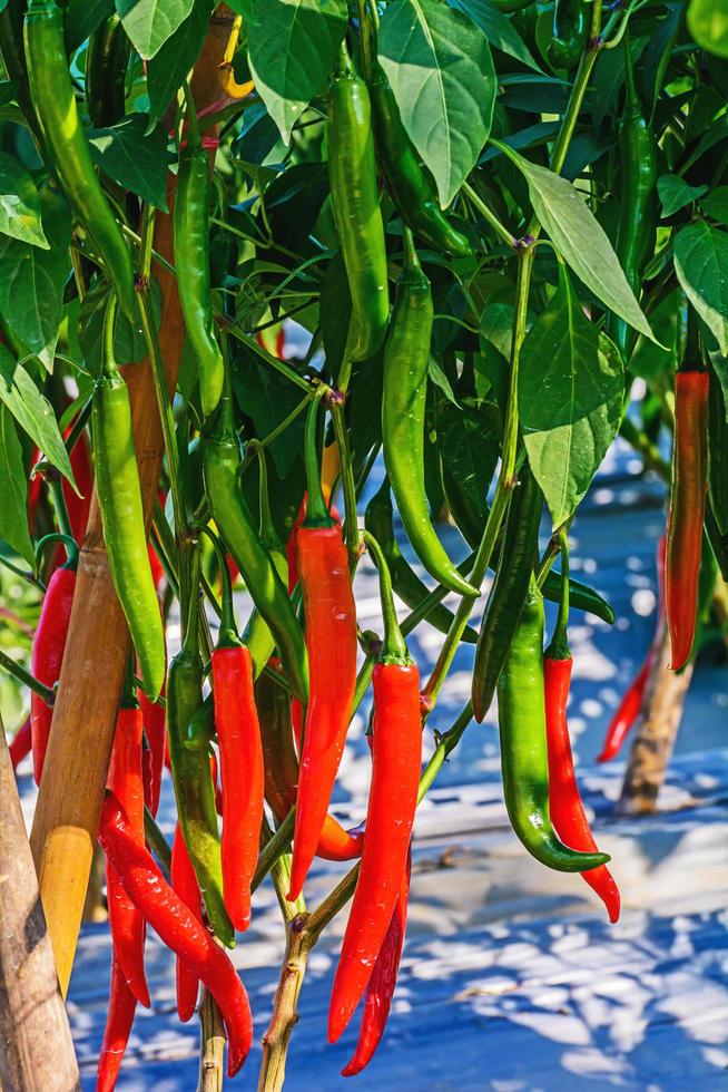 peperoncino rosso e verde che cresce in giardino. foto