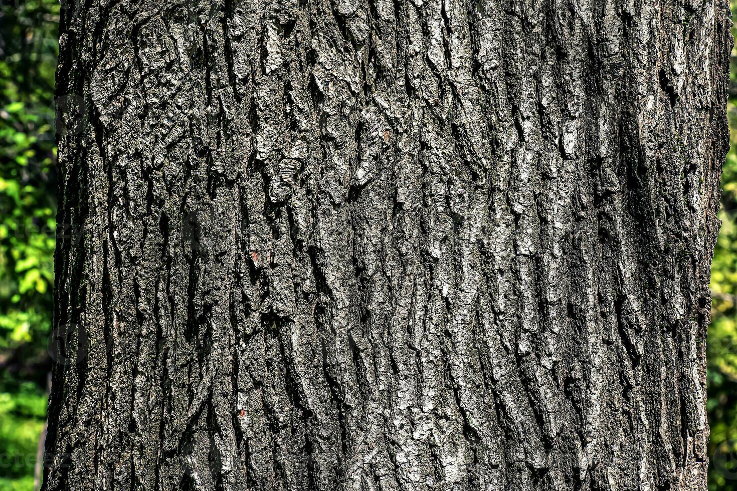 quercia abbaiare avvicinamento. il struttura di il tronco di il quercus petrea quercia o georgiano quercia. sfondo a partire dal vivente Di legno. pelle di il foresta natura. foto