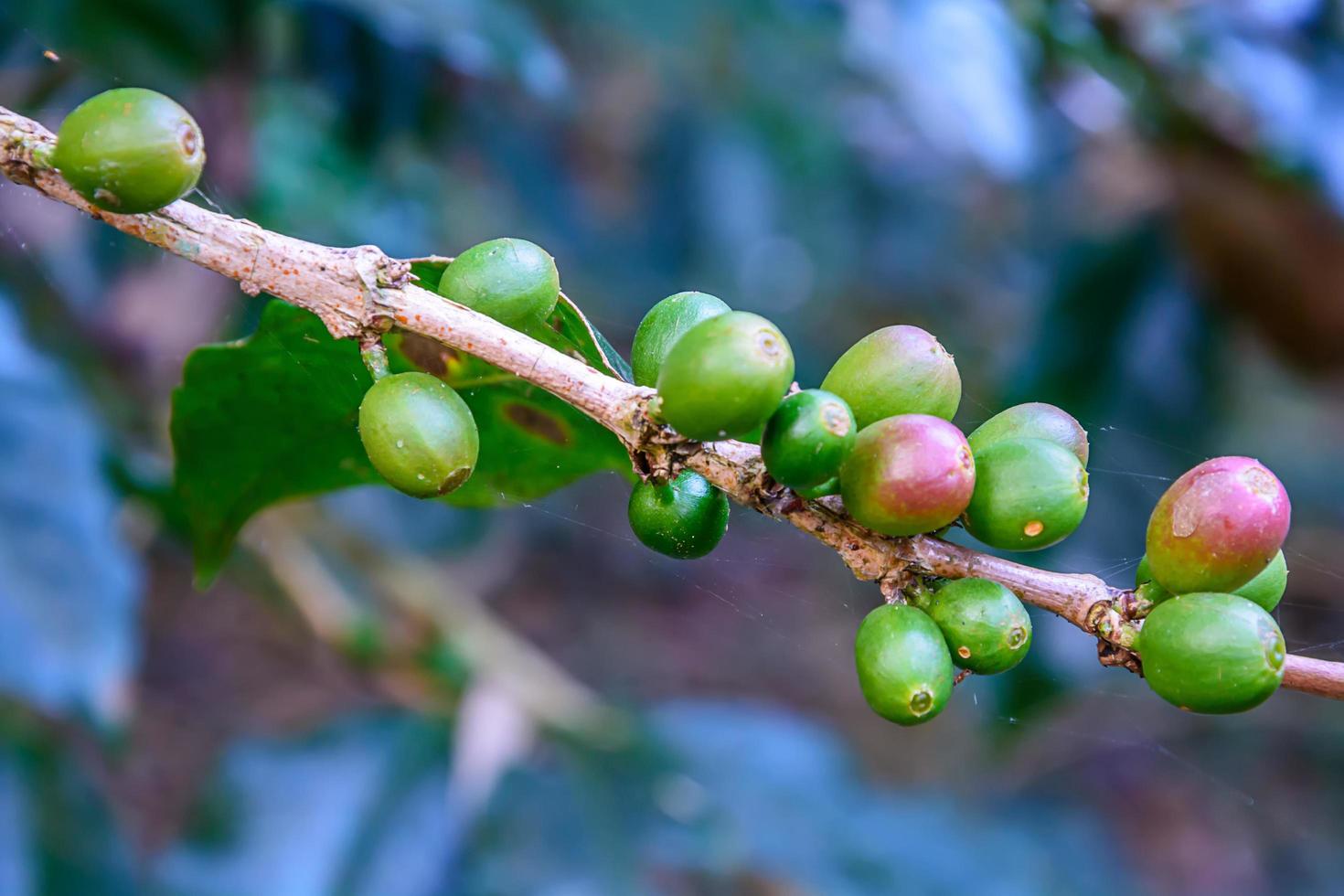granuli di caffè fresco sul ramo. foto