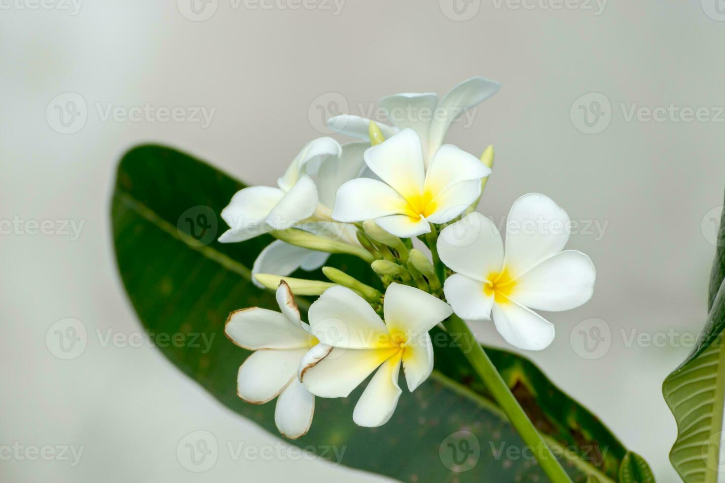 frangipani fiore su il albero. foto