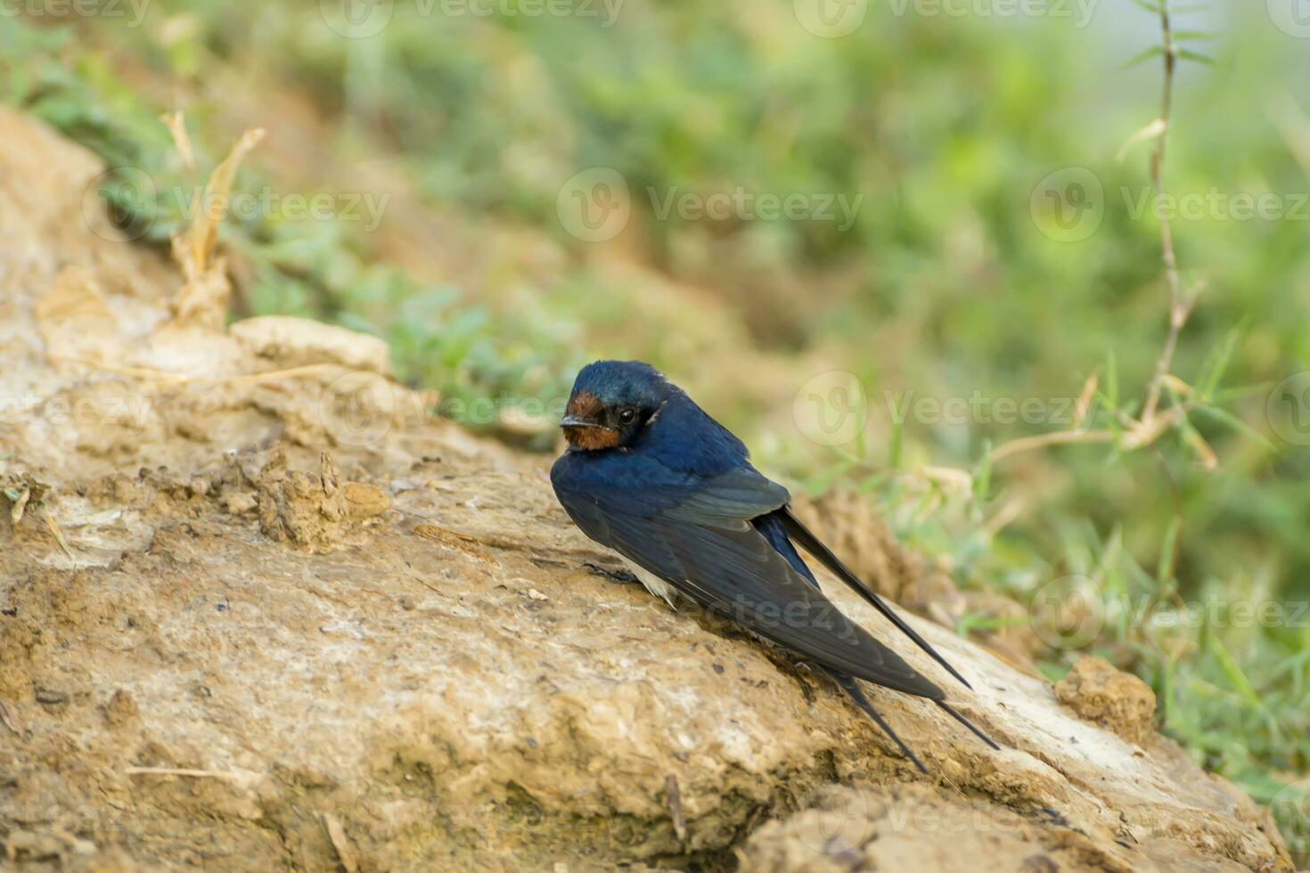 fienile ingoiare hirundo rustica su il terra. foto