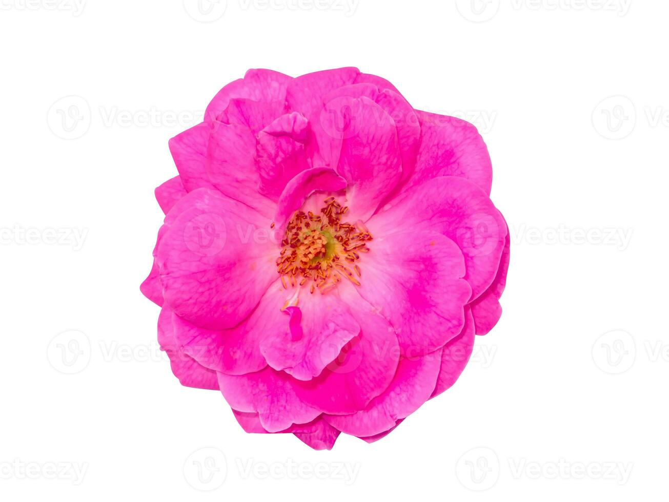 vicino su rosa rosa fiore su bianca sfondo. foto