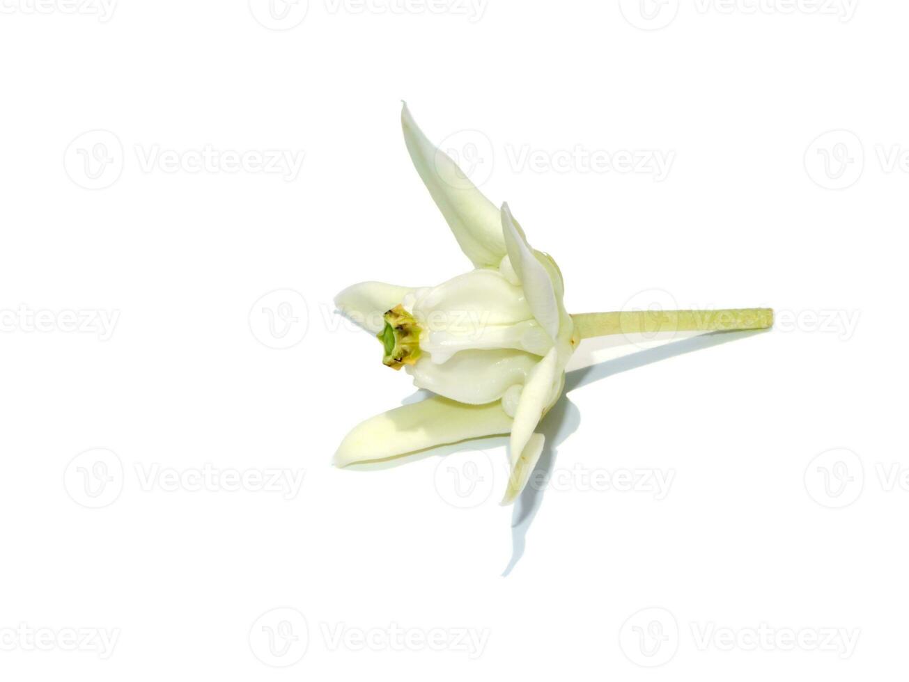 vicino su bianca corona fiore, gigante indiano asclepiade, gigantesco su bianca sfondo. foto