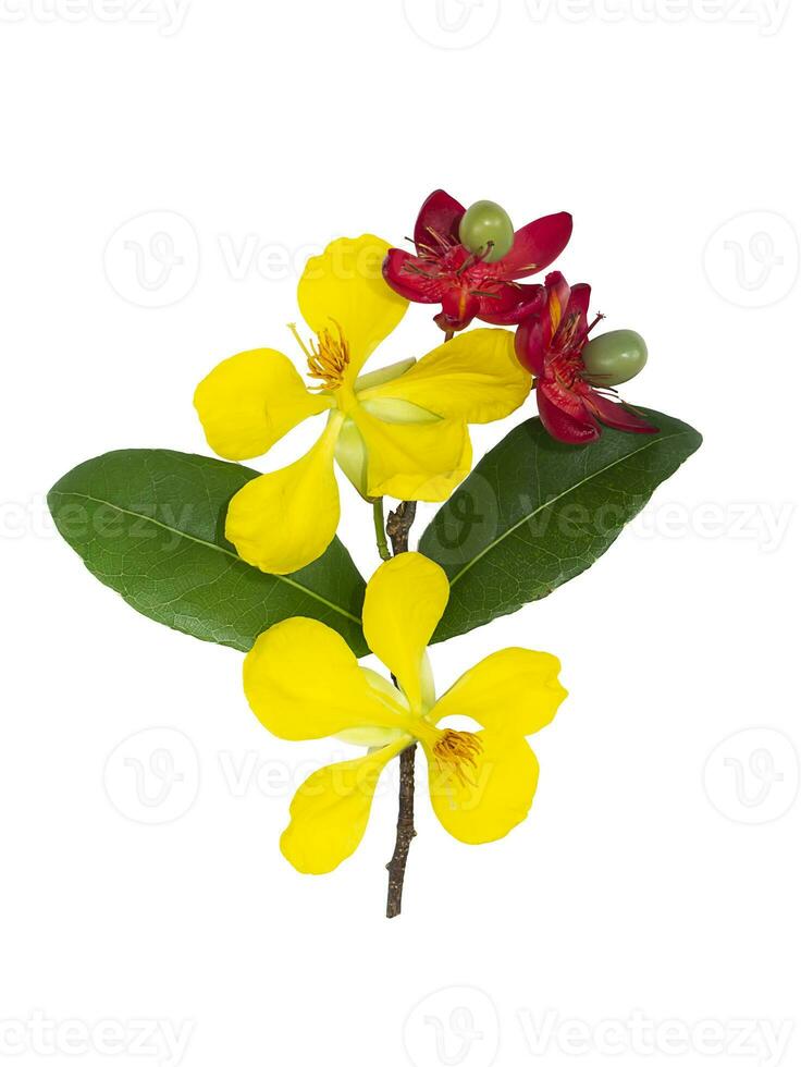 vicino su giallo fiore di micky topo fiore su bianca sfondo. foto