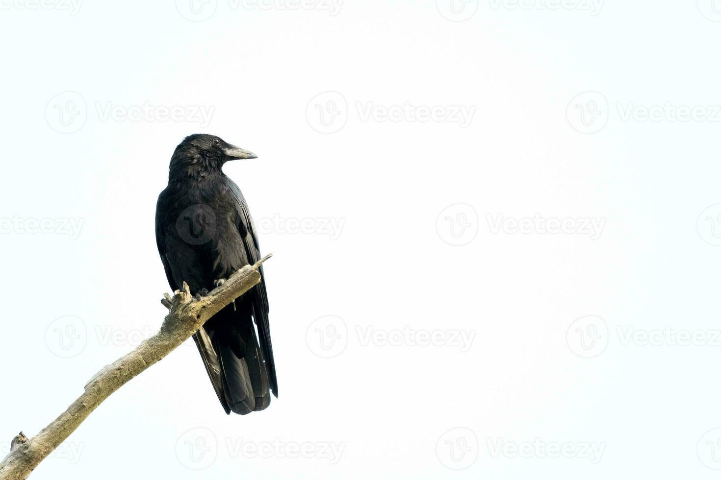nero corvo seduta su un' ramo di un' morto albero. foto