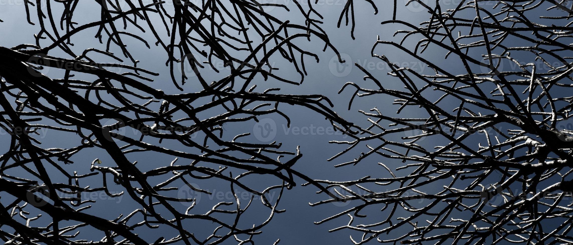 immagine banner del ramo secco di un albero senza foglie sotto il cielo lunatico. vista dal basso foto