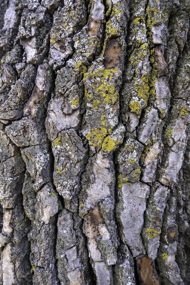 corteccia d'albero strutturato foto