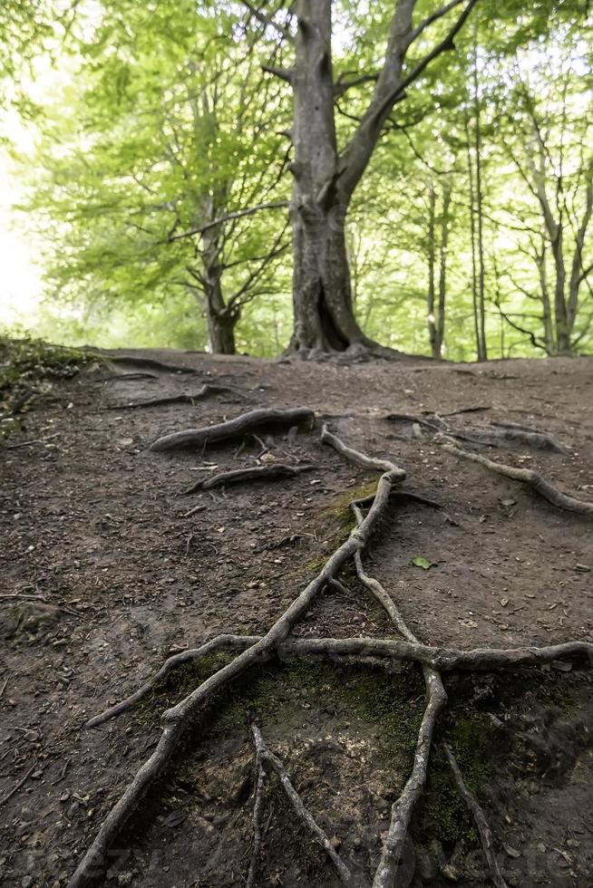 vecchio albero con radici foto