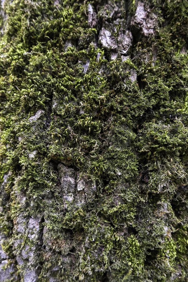 corteccia di albero con muschio foto