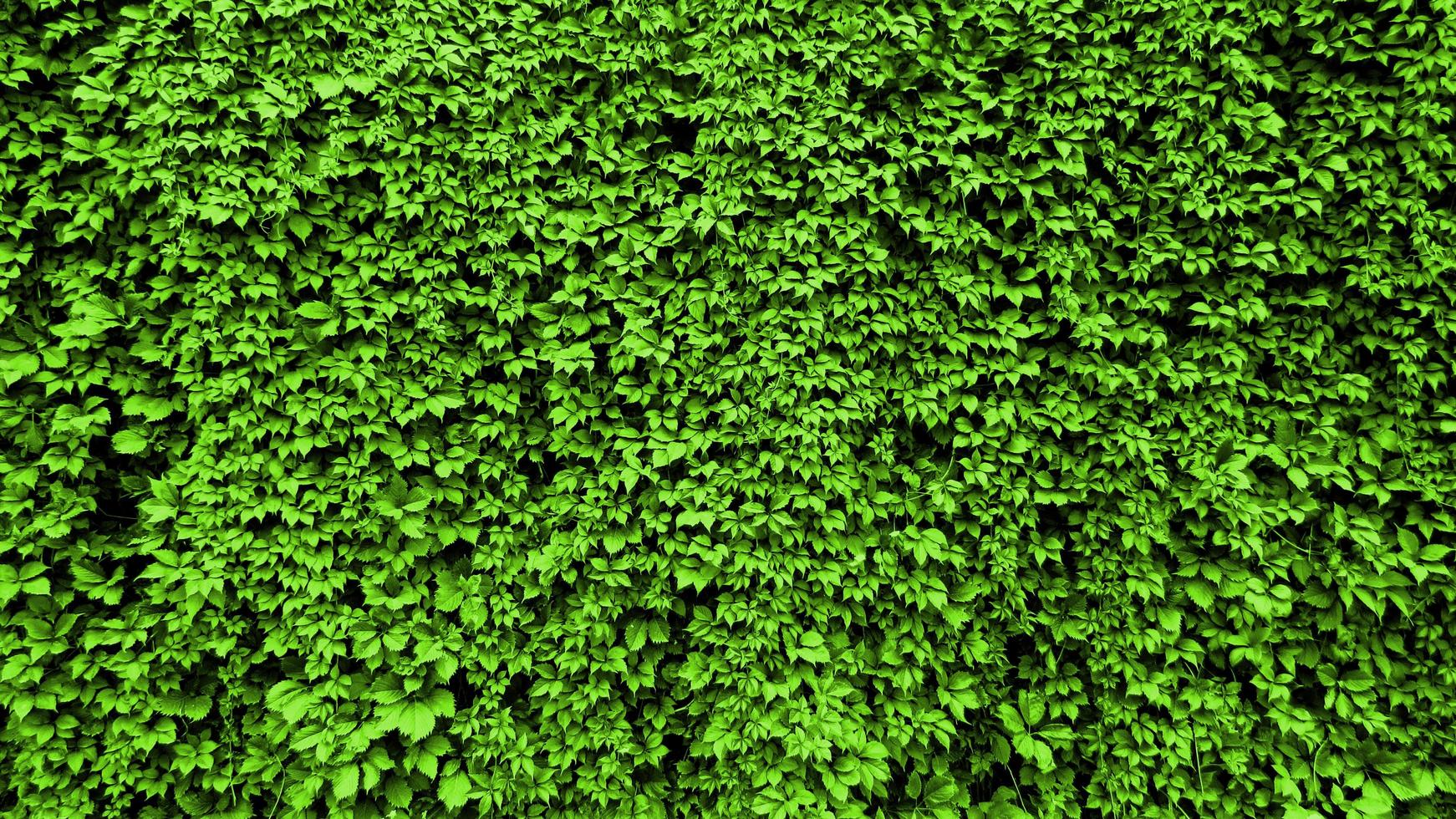 foglie di una pianta si arricciano sul muro. sfondo foglia verde foto