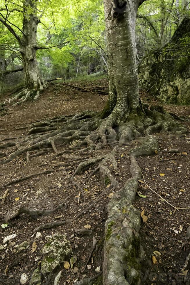 vecchio albero con radici foto