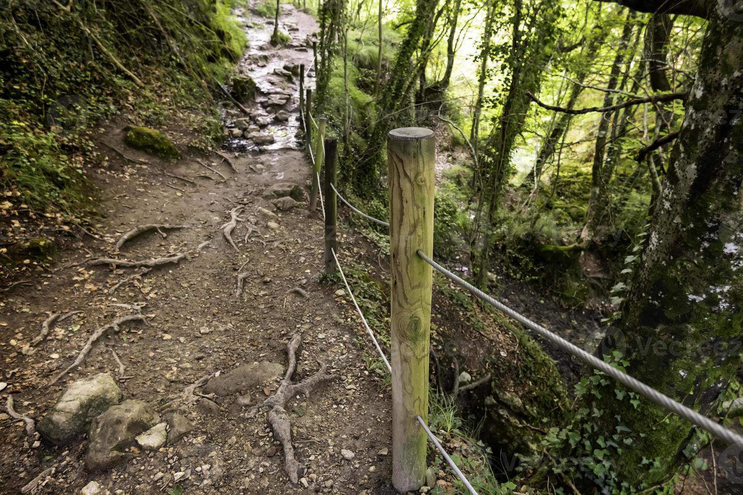 sentiero con legno nel bosco foto