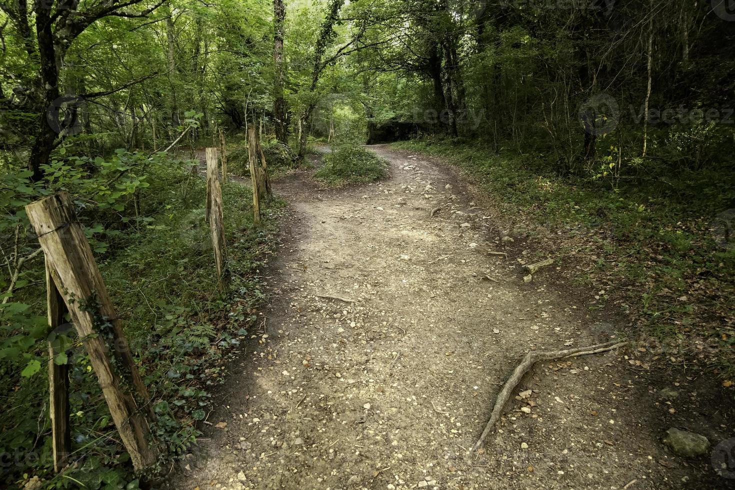 sentiero profondo nella foresta foto