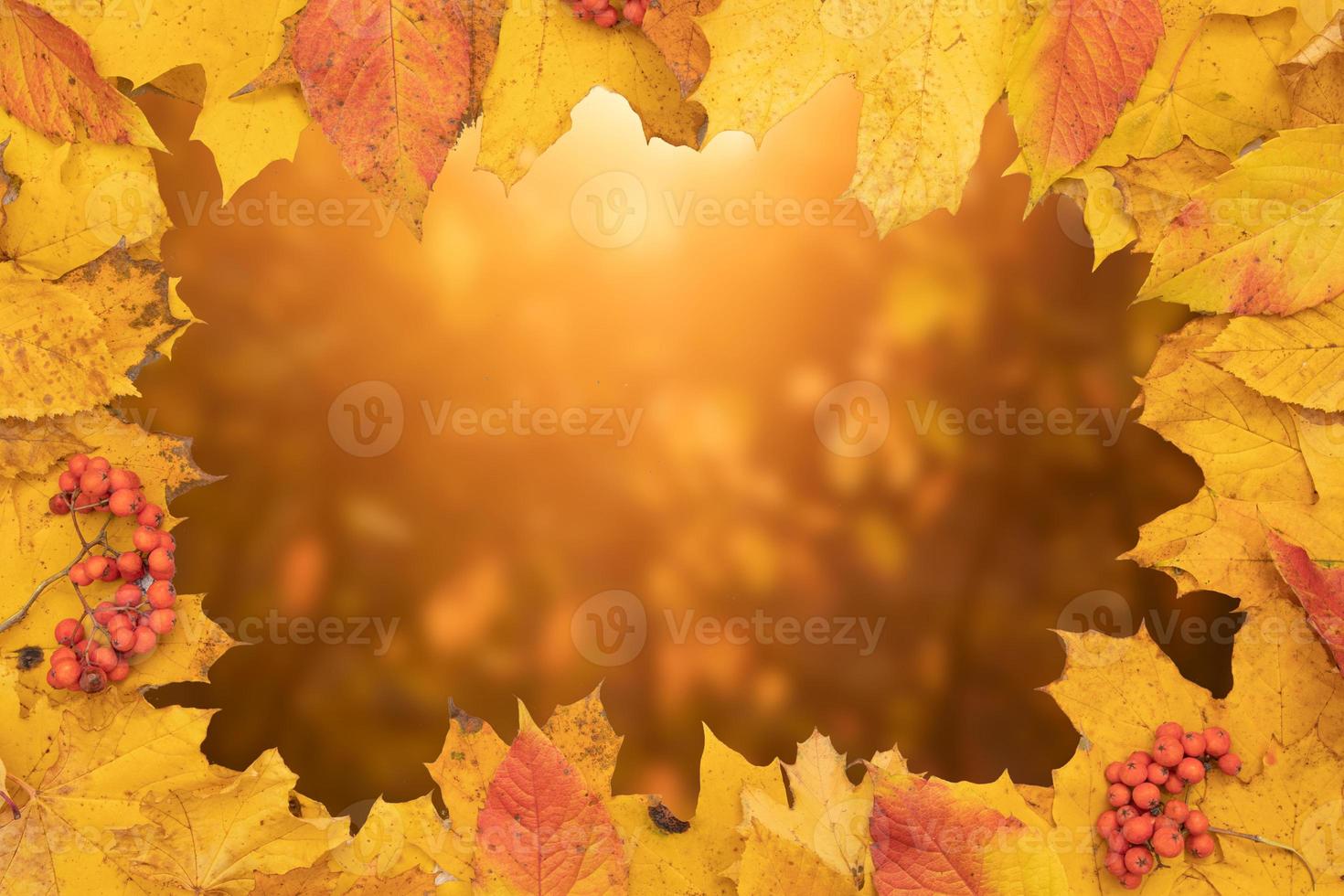 cornice fatta di foglie gialle-arancio cadute e cenere di montagna con spazio di copia foto