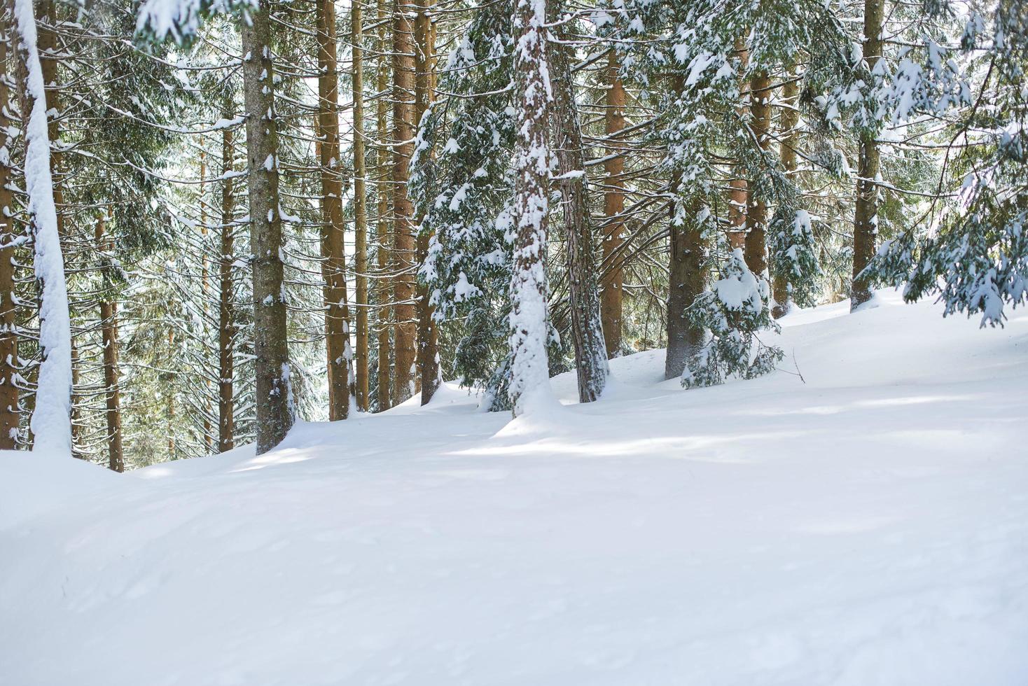 sfondo con neve e piante di ambiente invernale foto