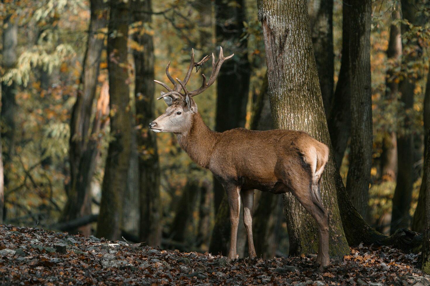 ritratto di rosso cervo nel zoo foto