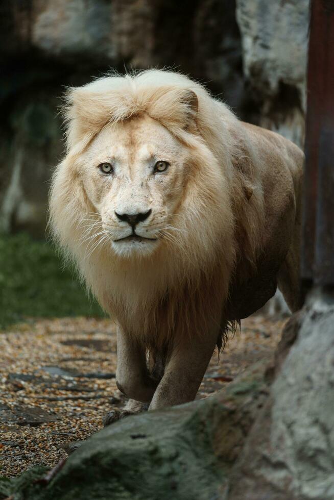 ritratto di africano Leone nel zoo foto