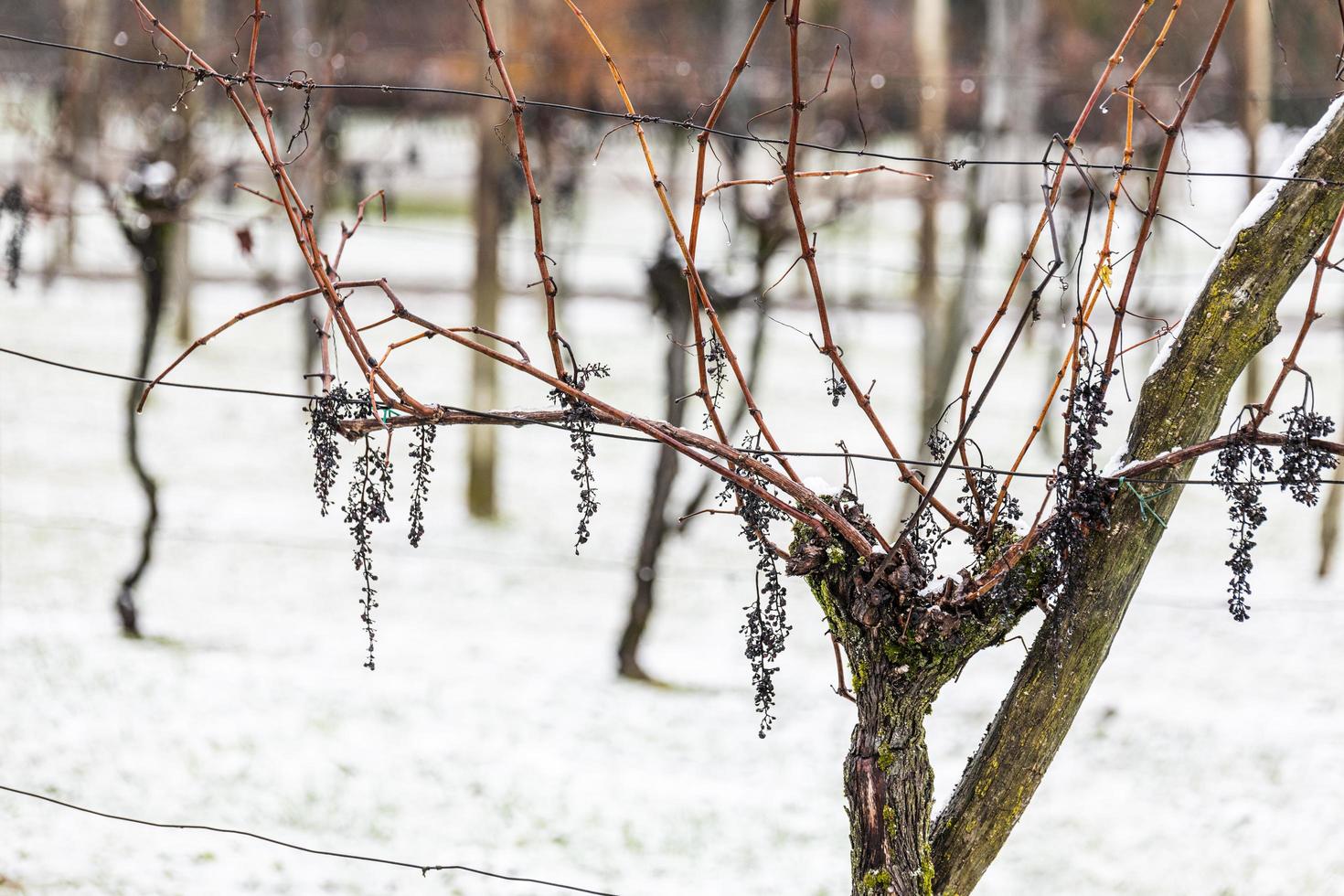 prima neve sui paesi di collina. tra autunno e inverno foto