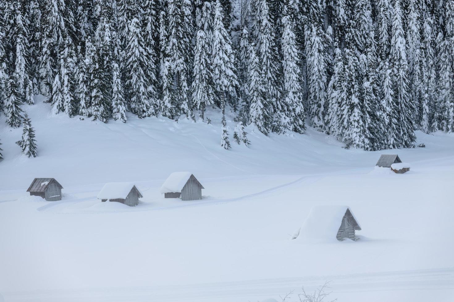 dopo la nevicata. ultime luci del crepuscolo a sappada. magia delle dolomiti foto