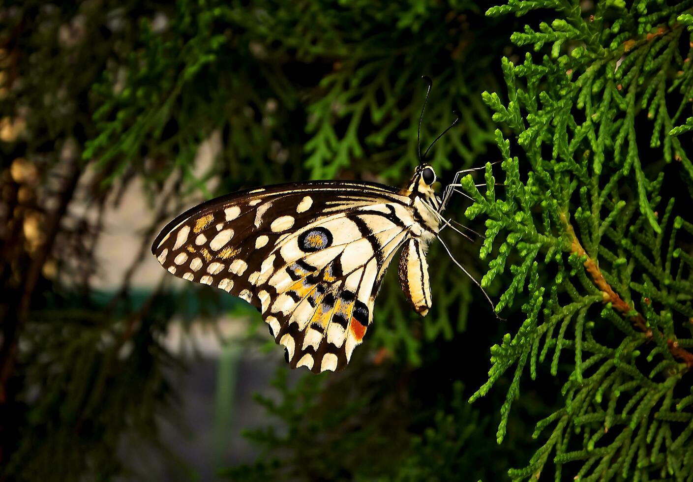 bellissimo farfalla su fiore, bellissimo la farfalla, farfalla fotografia foto