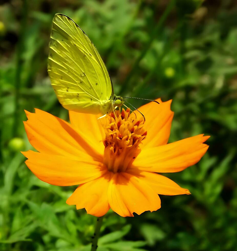 bellissimo farfalla su fiore, bellissimo la farfalla, farfalla fotografia foto