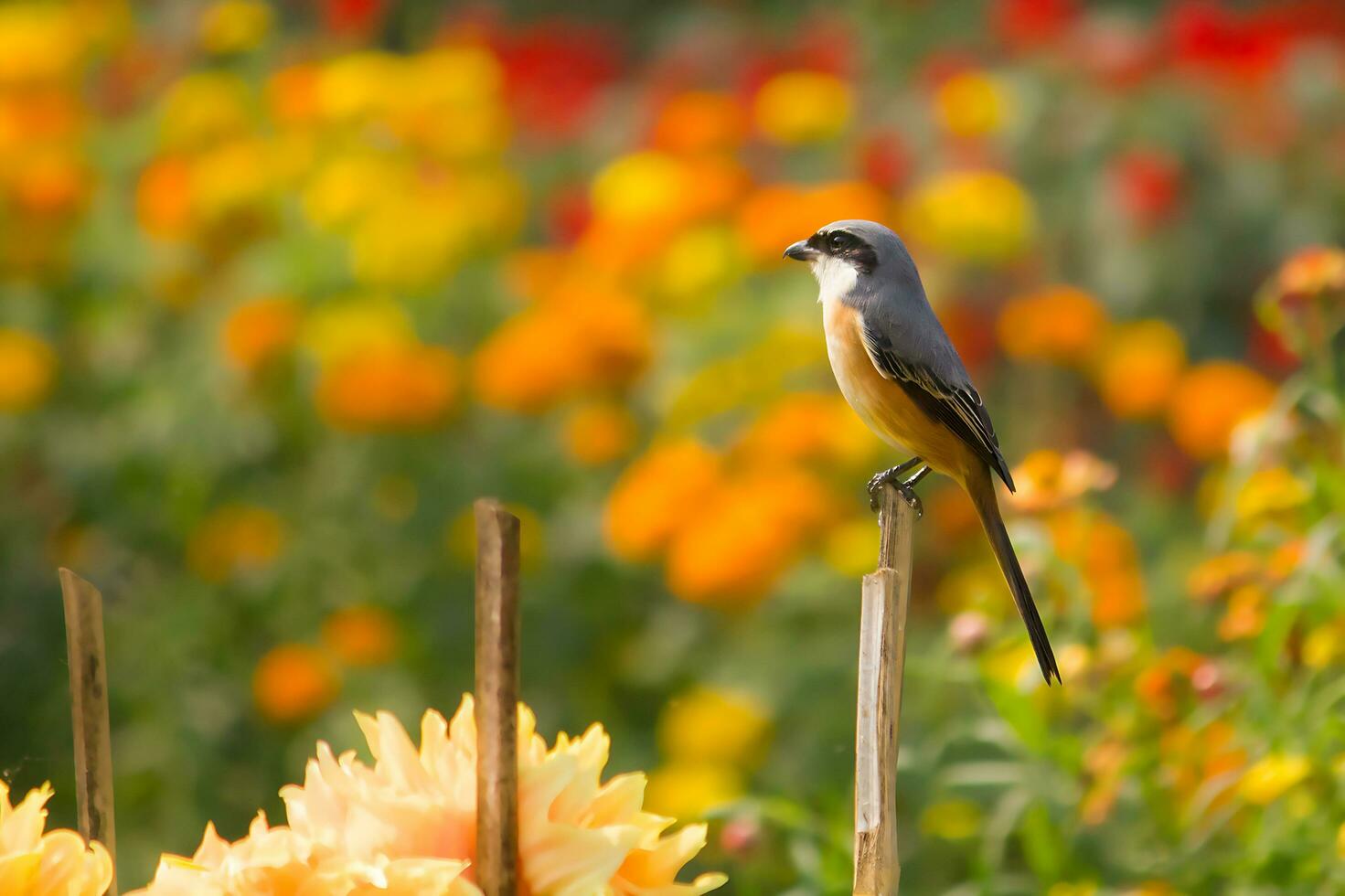 uccello fotografia, uccello immagine, maggior parte bellissimo uccello fotografia, natura fotografia foto