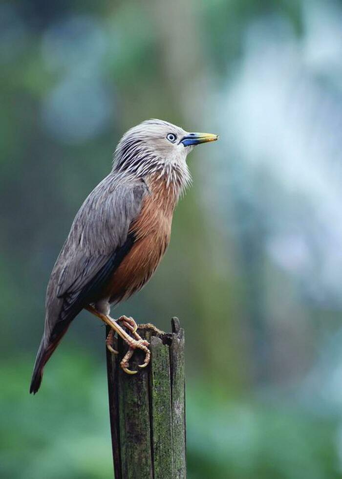 uccello fotografia, uccello immagine, maggior parte bellissimo uccello fotografia, natura fotografia foto