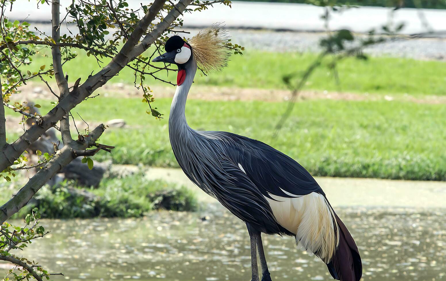 uccello fotografia, uccello immagine, maggior parte bellissimo uccello fotografia, natura fotografia foto