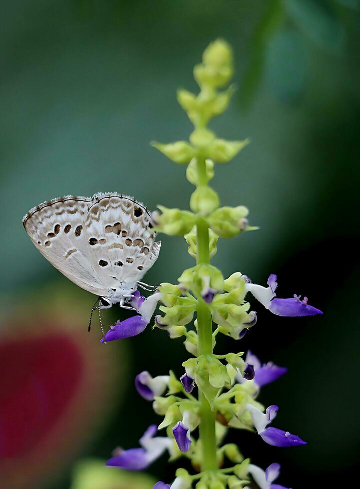 monarca, bellissimo farfalla fotografia, bellissimo farfalla su fiore, macro fotografia, gratuito foto