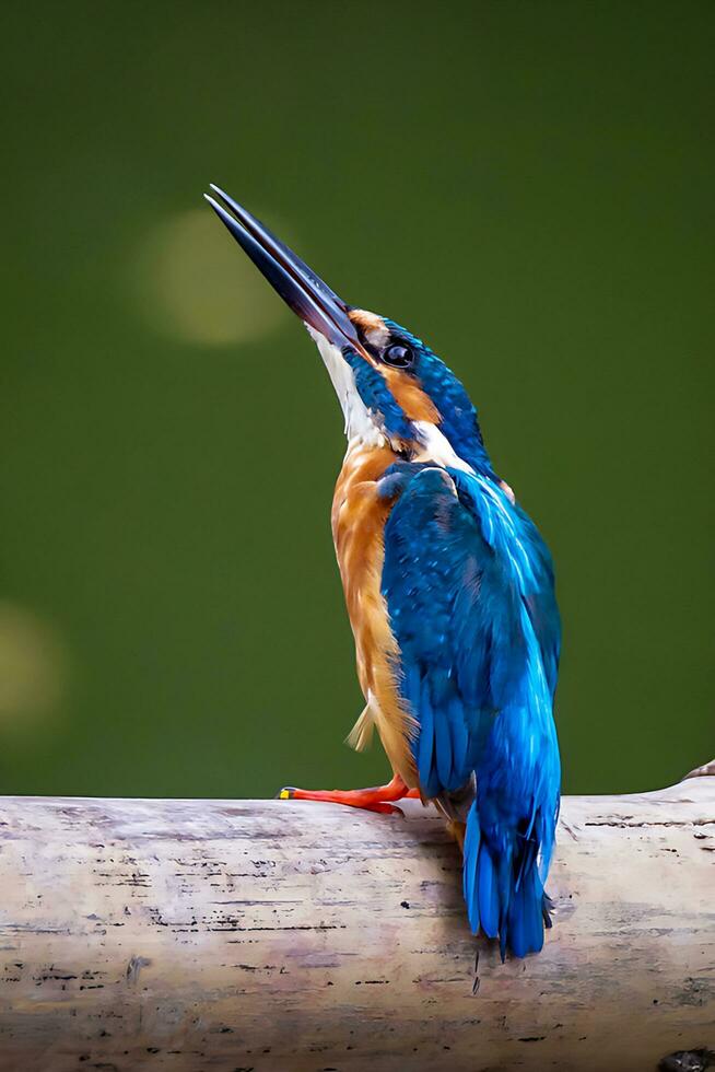 uccello fotografia,uccello immagini, la maggior parte bellissimo uccello fotografia, natura fotografia foto