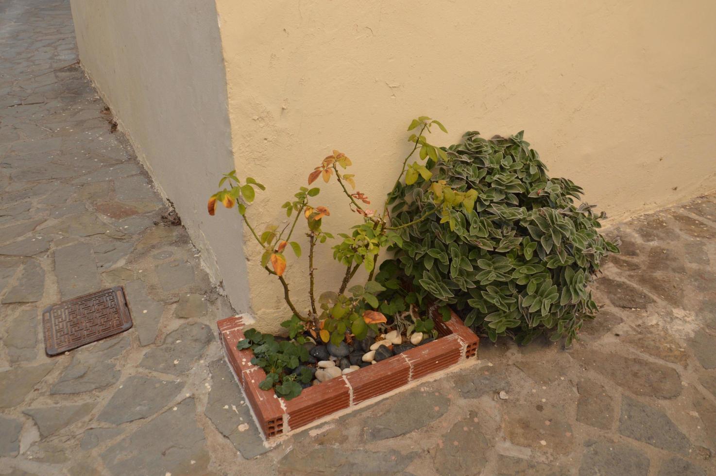 i fiori crescono in vasi di argilla per le strade di rodi in grecia foto