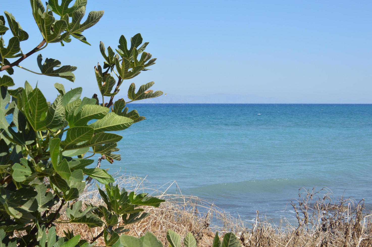 fico maturo sulla costa egea foto