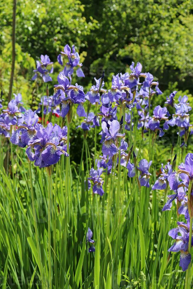 fioritura blu iridi nel un' letto di fiori su un' soleggiato estate giorno. verticale foto