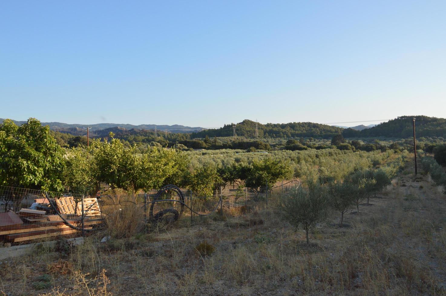 Giardino di ulivi sull'isola di Rodi in Grecia foto