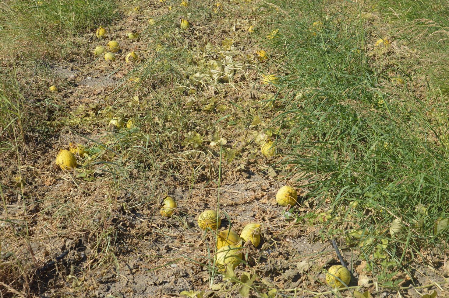 melone giallo che cresce nel campo foto